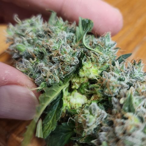 Cookie Gelato AUTO growlog timeline photo