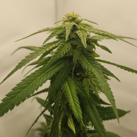 Cookie Kush XXL growlog timeline photo