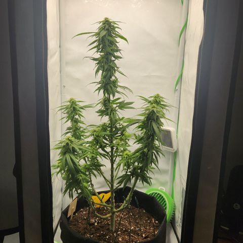 Cookie Kush XXL growlog timeline photo