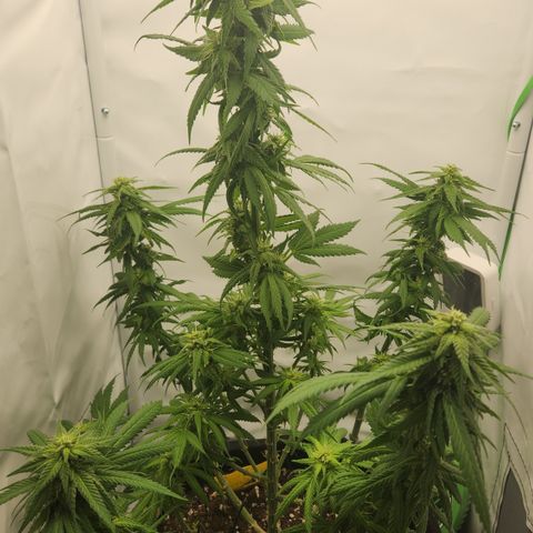 Cookie Kush XXL growlog timeline photo