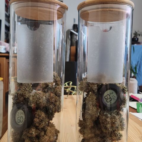 Cookie Gelato AUTO growlog timeline photo