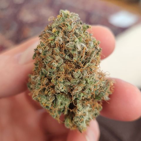 Cookie Gelato AUTO growlog timeline photo