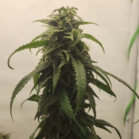 Cookie Kush XXL growlog timeline photo