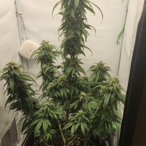 Cookie Kush XXL growlog timeline photo