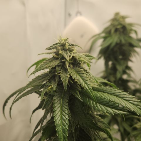Cookie Kush XXL growlog timeline photo
