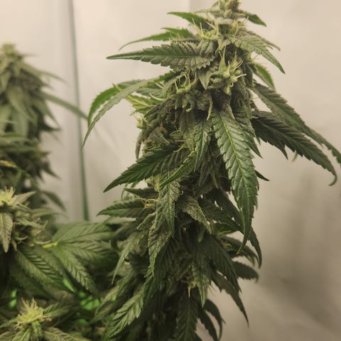 Cookie Kush XXL growlog timeline photo