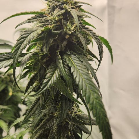 Cookie Kush XXL growlog timeline photo