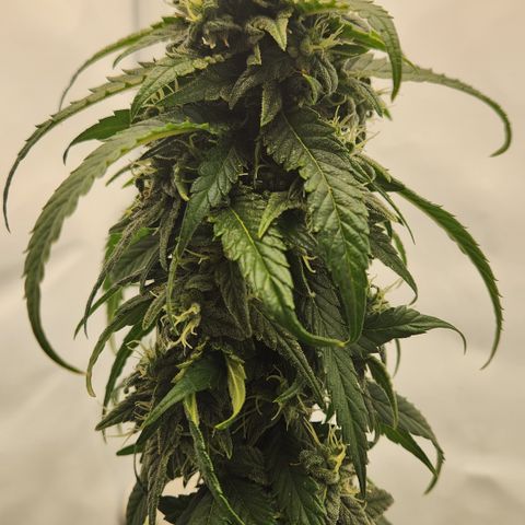 Cookie Kush XXL growlog timeline photo
