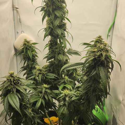 Cookie Kush XXL growlog timeline photo