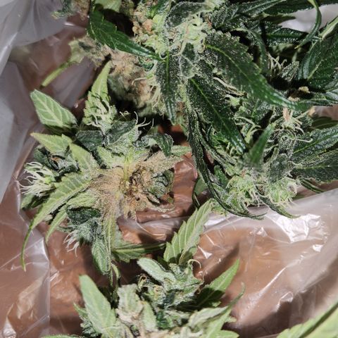 Cookie Kush XXL growlog photo: Bud Rod entdeckt, Topbud abgeschnitten und entsorgt