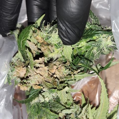 Cookie Kush XXL growlog photo: Bud Rod entdeckt, Topbud abgeschnitten und entsorgt
