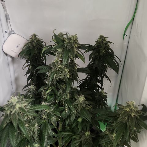 Cookie Kush XXL growlog photo: Bud Rod entdeckt, Topbud abgeschnitten und entsorgt