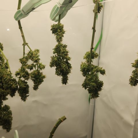 Cookie Kush XXL growlog timeline photo
