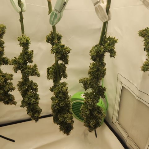 Cookie Kush XXL growlog timeline photo
