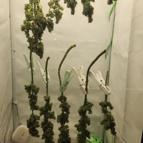 Cookie Kush XXL growlog timeline photo
