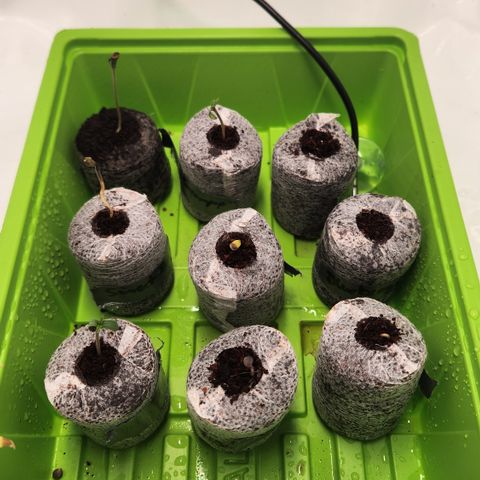Zamnesia Purple Urkle #1 growlog timeline photo