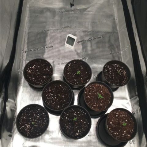 Zamnesia Purple Urkle #1 growlog timeline photo