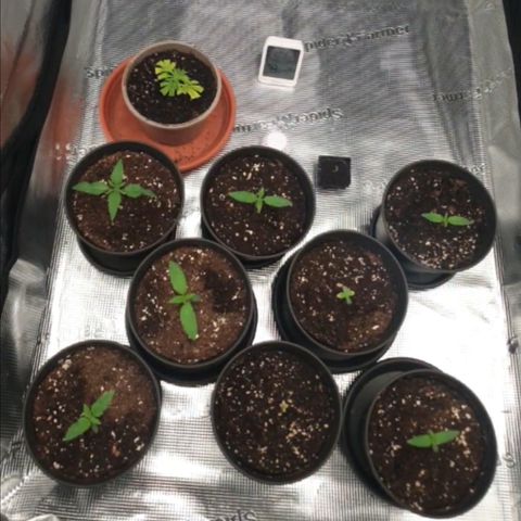 Zamnesia Purple Urkle #1 growlog timeline photo