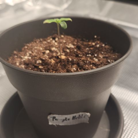 Zamnesia Purple Urkle #1 growlog timeline photo
