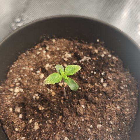 Zamnesia Purple Urkle #1 growlog timeline photo