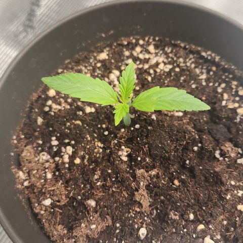 Zamnesia Sunset Sherbet #1 growlog timeline photo
