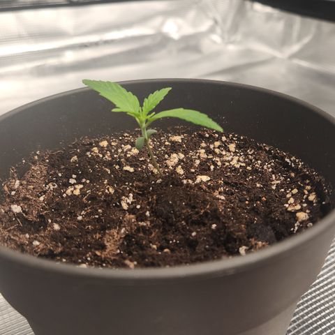 Zamnesia Sunset Sherbet #1 growlog timeline photo