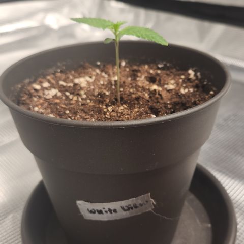 Zamnesia White Widow #1 growlog timeline photo