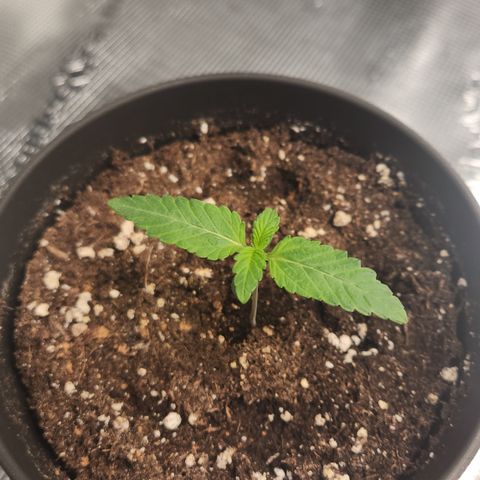 Zamnesia White Widow #1 growlog timeline photo