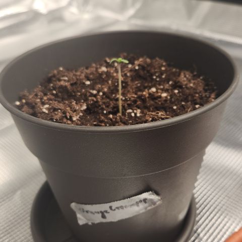 Humboldt Orange Creampop #1 growlog timeline photo