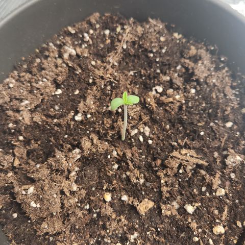 Humboldt Orange Creampop #1 growlog timeline photo