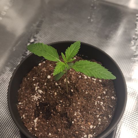 Zamnesia Sundae Driver #1 growlog timeline photo
