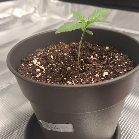 Zamnesia Skywalker OG #1 growlog timeline photo