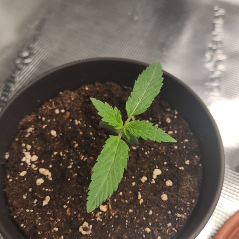 Zamnesia Skywalker OG #1 growlog timeline photo