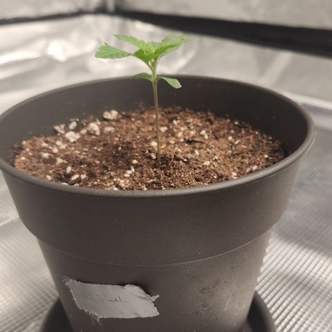 Zamnesia Jet Fuel #1 growlog timeline photo