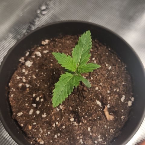 Zamnesia Jet Fuel #1 growlog timeline photo