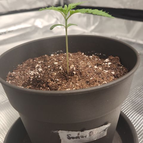 Zamnesia Sundae Driver #1 growlog timeline photo