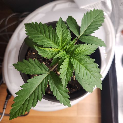 Zamnesia Skywalker OG #1 growlog timeline photo