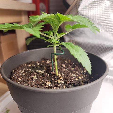 Zamnesia Skywalker OG #1 growlog timeline photo
