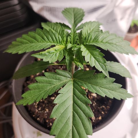 Zamnesia Skywalker OG #1 growlog timeline photo