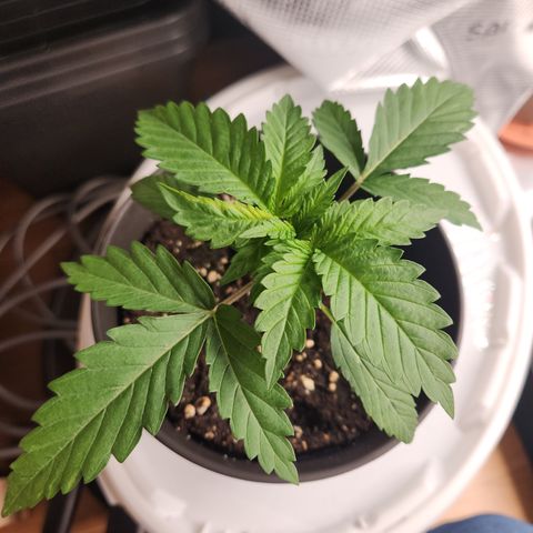 Zamnesia Skywalker OG #1 growlog timeline photo
