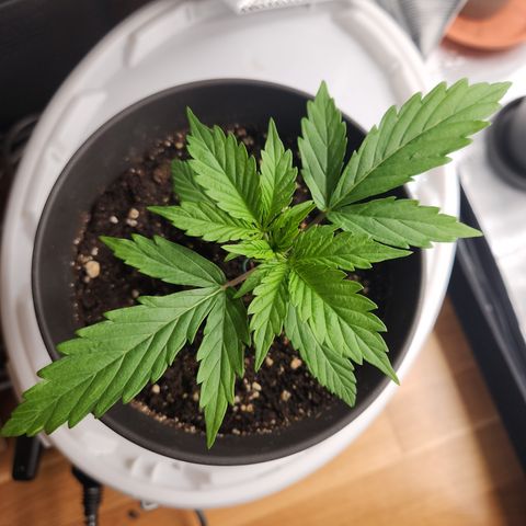 Zamnesia Sunset Sherbet #1 growlog timeline photo