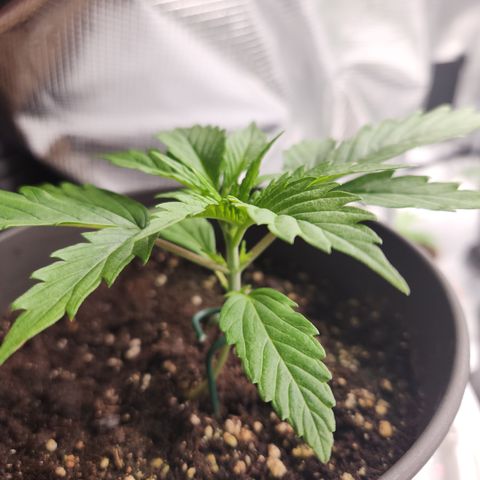 Zamnesia Sunset Sherbet #1 growlog timeline photo