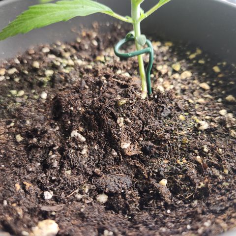 Zamnesia Sunset Sherbet #1 growlog timeline photo