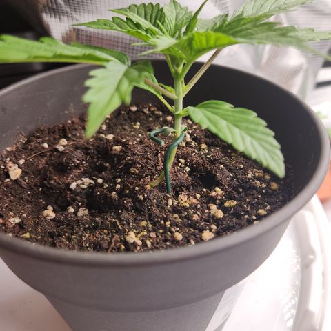 Zamnesia Sunset Sherbet #1 growlog timeline photo