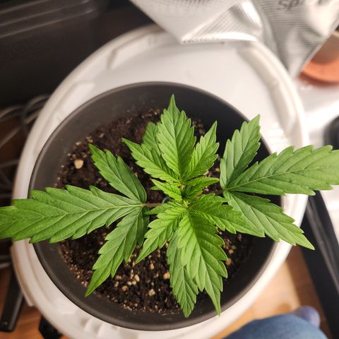 Zamnesia Sunset Sherbet #1 growlog timeline photo