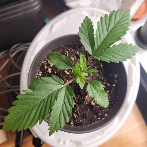 Zamnesia Jet Fuel #1 growlog timeline photo