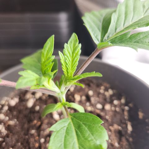 Zamnesia Jet Fuel #1 growlog timeline photo