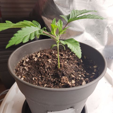 Zamnesia Jet Fuel #1 growlog timeline photo