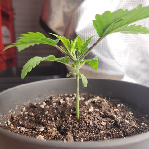 Zamnesia Jet Fuel #1 growlog timeline photo