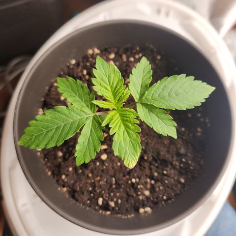 Zamnesia Purple Urkle #1 growlog timeline photo